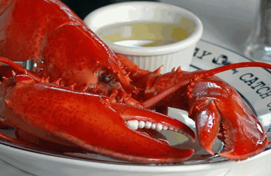 Maine Lobster - the Lobster Guy