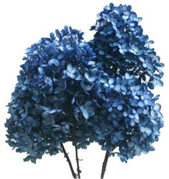 Preserved Hydrangea Bunch in Carolina Blue 