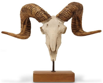 Ram-Horn Sculpture