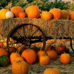 Pumpkin-Patch