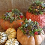 Plant Succulents In a Pumpkin Vase